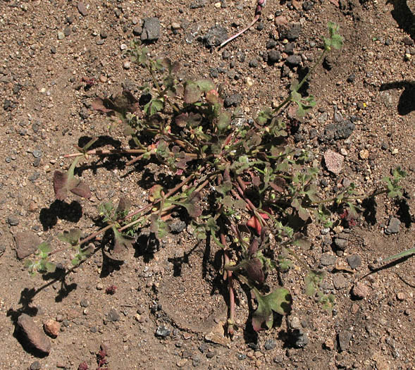 Detailed Picture 7 of Pterostegia drymarioides