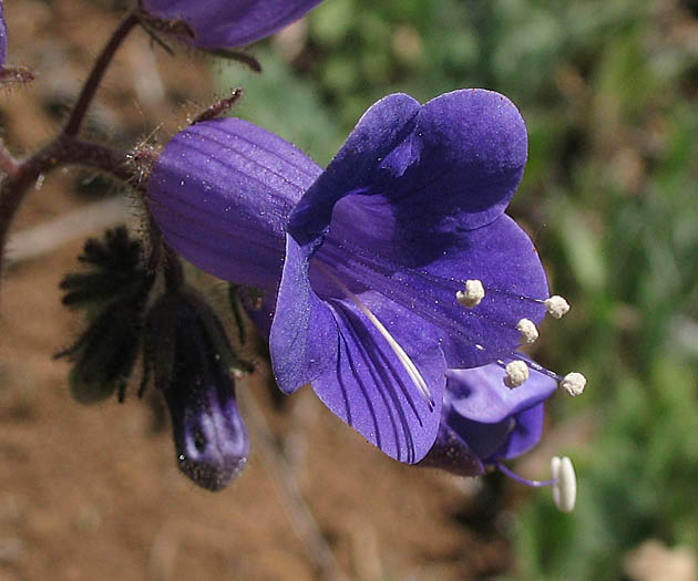 Detailed Picture 2 of Phacelia minor