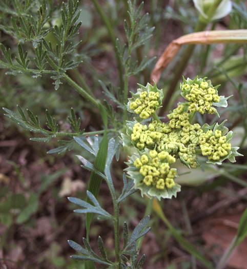 Detailed Picture 3 of Lomatium utriculatum