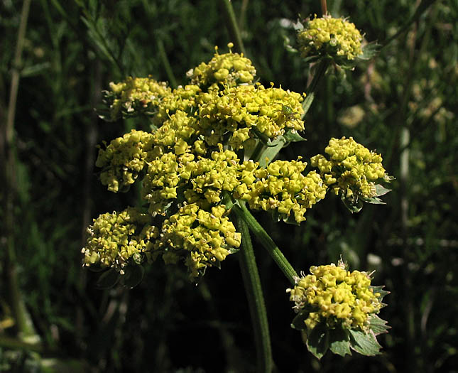 Detailed Picture 1 of Lomatium utriculatum