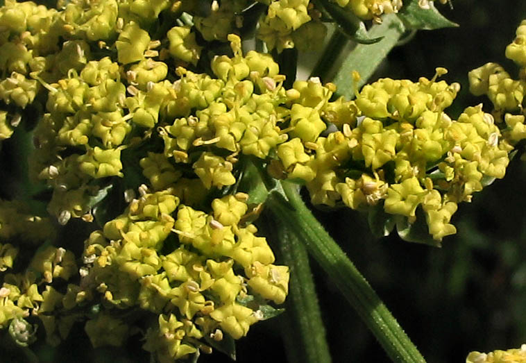 Detailed Picture 2 of Lomatium utriculatum