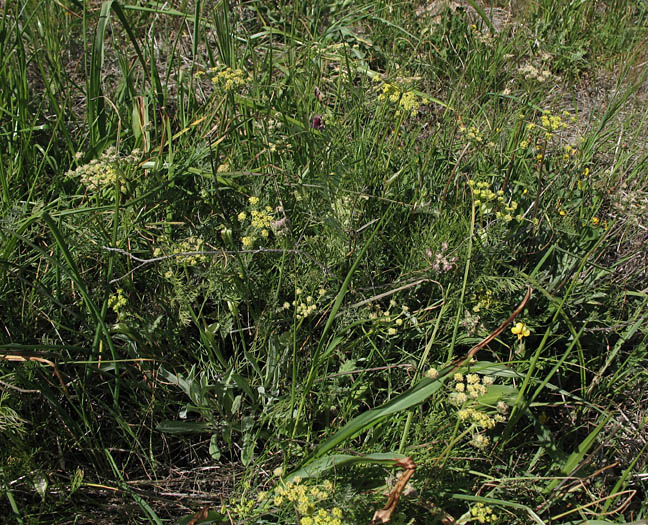 Detailed Picture 5 of Lomatium utriculatum