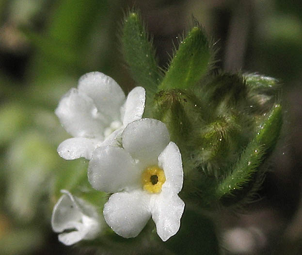 Detailed Picture 2 of Plagiobothrys canescens