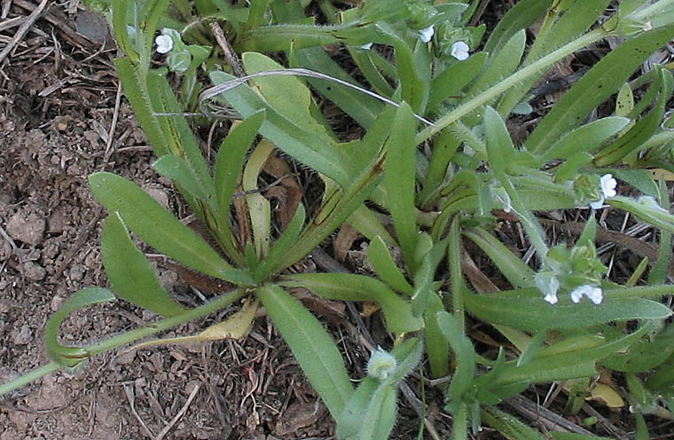 Detailed Picture 5 of Plagiobothrys canescens