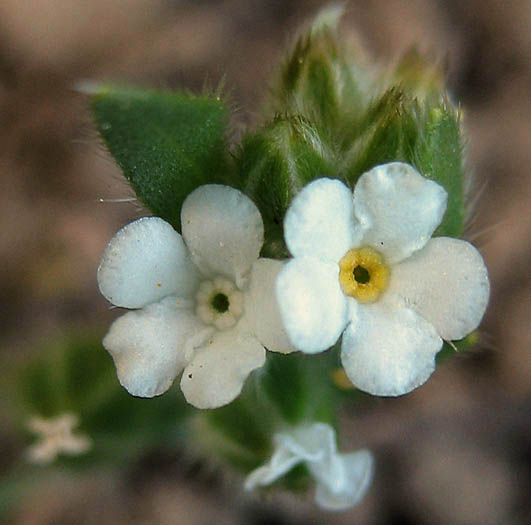 Detailed Picture 1 of Plagiobothrys canescens