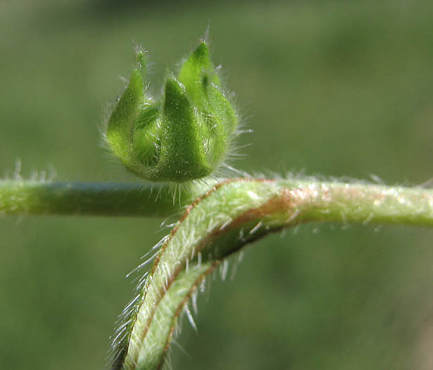 Detailed Picture 6 of Plagiobothrys canescens