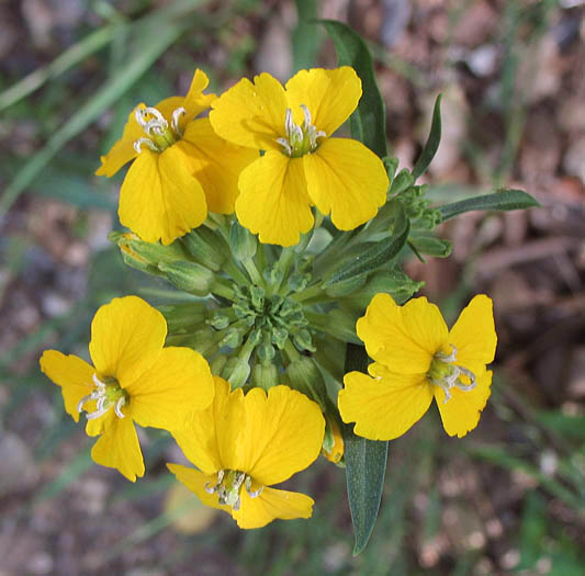 Detailed Picture 2 of Erysimum capitatum var. capitatum