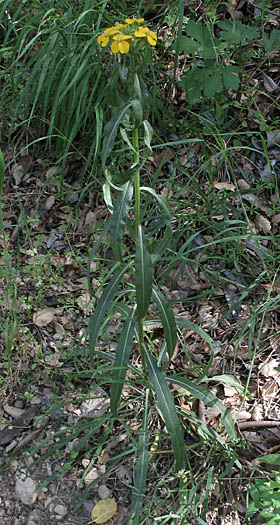 Detailed Picture 5 of Erysimum capitatum var. capitatum