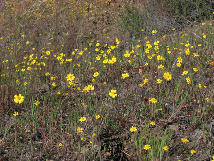 Detailed Picture 6 of Leptosyne californica