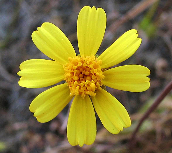 Detailed Picture 1 of Leptosyne californica