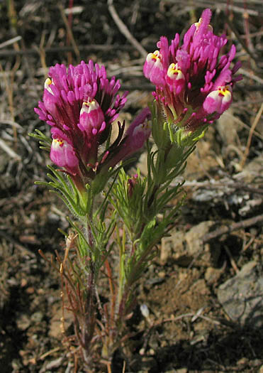 Detailed Picture 3 of Castilleja exserta ssp. exserta