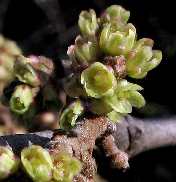 Detailed Picture 1 of Rhus aromatica