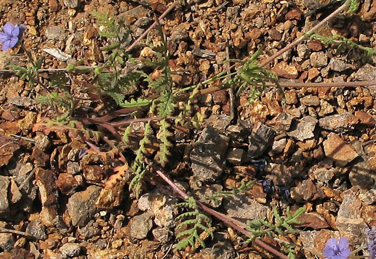 Detailed Picture 6 of Phacelia distans