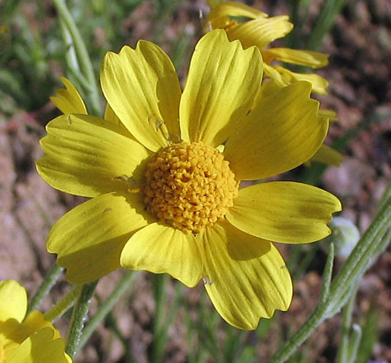 Detailed Picture 1 of Monolopia lanceolata