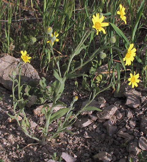 Detailed Picture 5 of Monolopia lanceolata