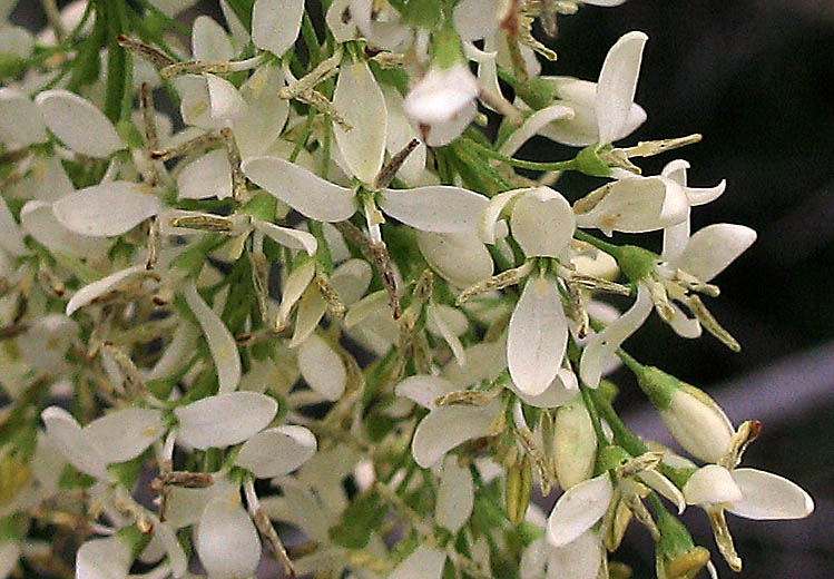 Detailed Picture 3 of Fraxinus dipetala