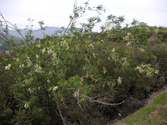 Detailed Picture 5 of Fraxinus dipetala