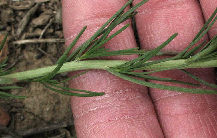 Detailed Picture 3 of Oligomeris linifolia