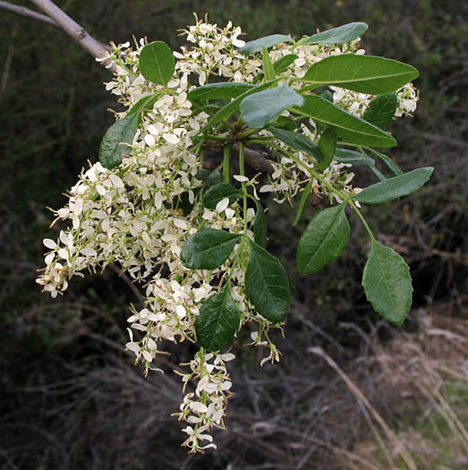 Detailed Picture 4 of Fraxinus dipetala