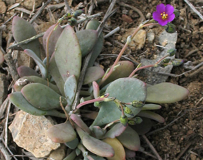 Detailed Picture 4 of Cistanthe maritima