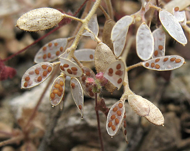 Detailed Picture 10 of Draba cuneifolia