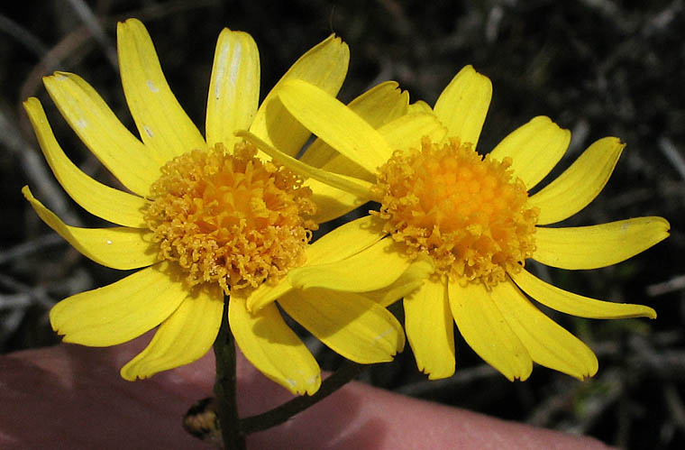 Detailed Picture 2 of Senecio californicus