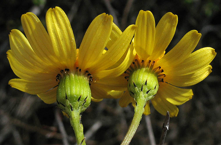 Detailed Picture 3 of Senecio californicus