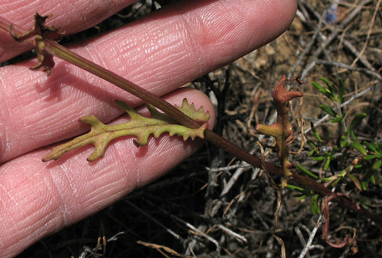 Detailed Picture 5 of Senecio californicus