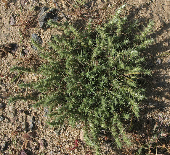 Detailed Picture 4 of Cardionema ramosissimum