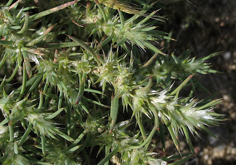 Detailed Picture 3 of Cardionema ramosissimum