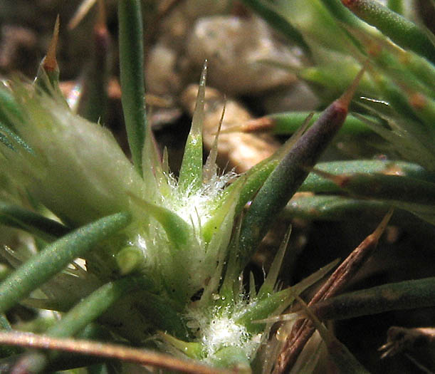 Detailed Picture 2 of Cardionema ramosissimum