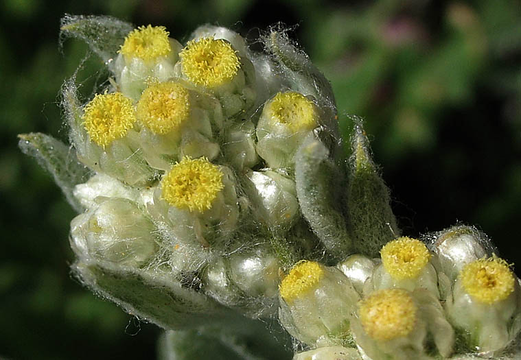 Detailed Picture 1 of Pseudognaphalium stramineum