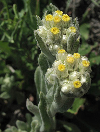 Detailed Picture 2 of Pseudognaphalium stramineum