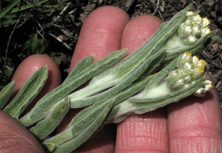 Detailed Picture 4 of Pseudognaphalium stramineum