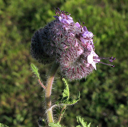 Detailed Picture 2 of Phacelia hubbyi