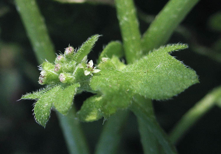 Detailed Picture 3 of Bowlesia incana