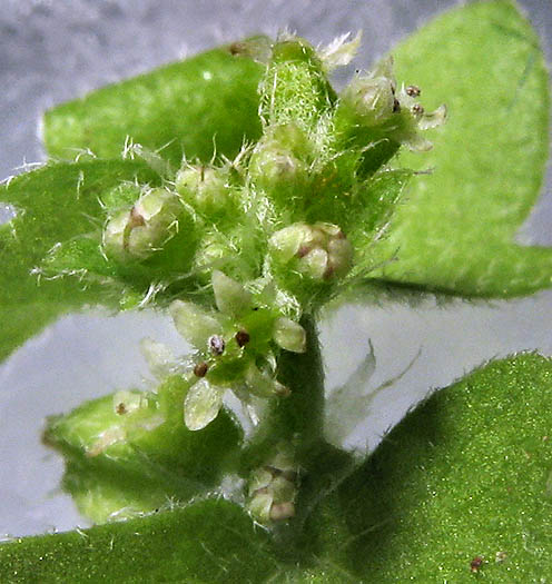 Detailed Picture 2 of Bowlesia incana