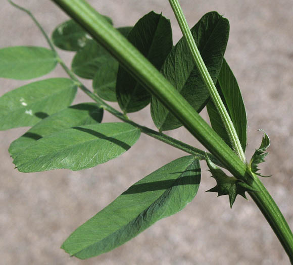 Detailed Picture 4 of Vicia americana ssp. americana