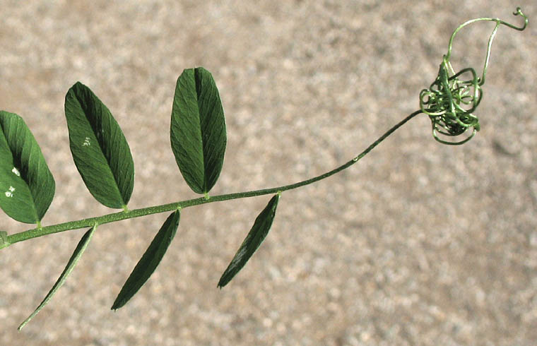 Detailed Picture 5 of Vicia americana ssp. americana