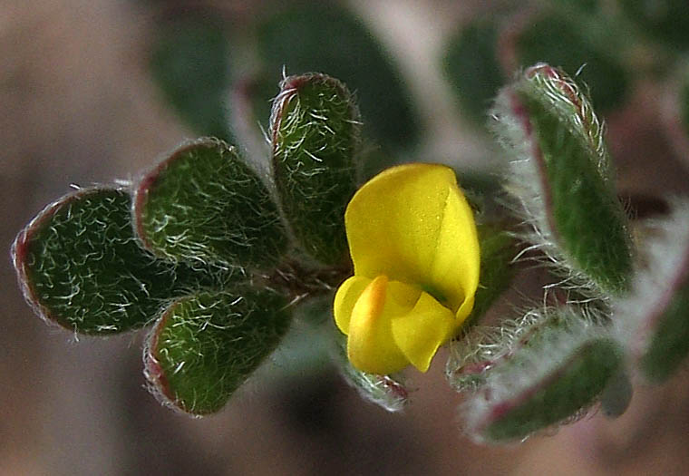 Detailed Picture 1 of Acmispon micranthus