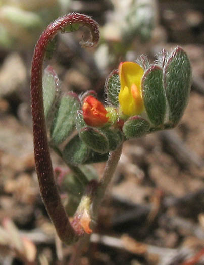 Detailed Picture 3 of Acmispon micranthus