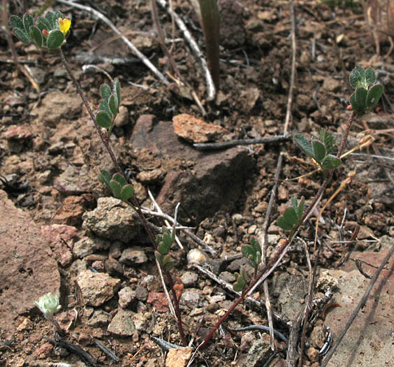 Detailed Picture 4 of Acmispon micranthus