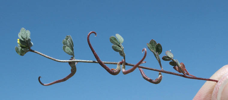 Detailed Picture 5 of Acmispon micranthus