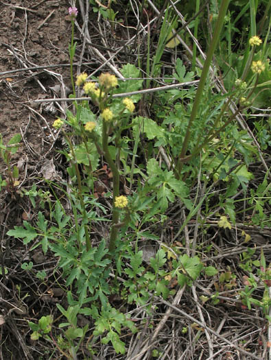 Detailed Picture 3 of Sanicula bipinnata