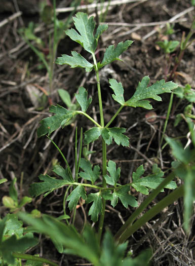 Detailed Picture 5 of Sanicula bipinnata