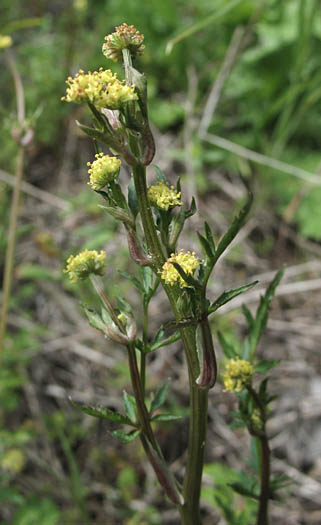 Detailed Picture 2 of Sanicula bipinnata