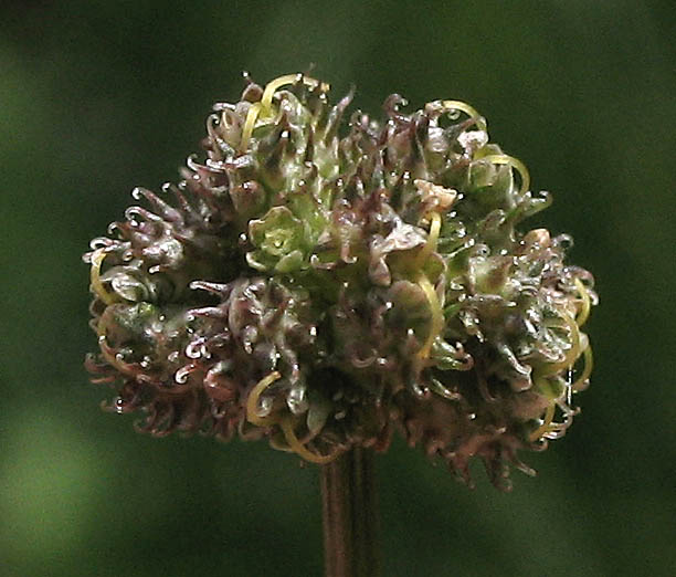 Detailed Picture 6 of Sanicula bipinnata