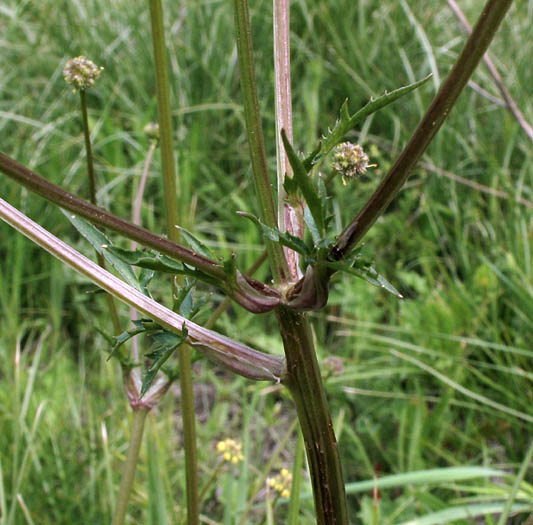 Detailed Picture 4 of Sanicula bipinnata