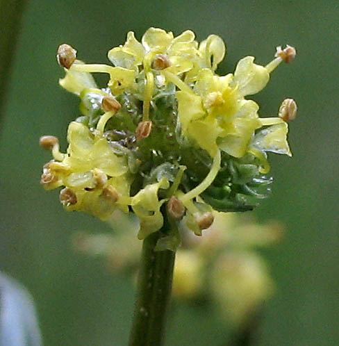 Detailed Picture 1 of Sanicula bipinnata