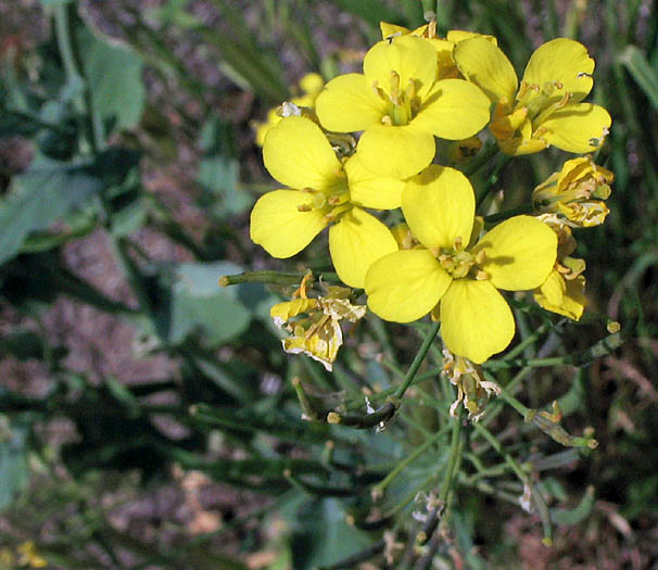 Detailed Picture 3 of Brassica rapa